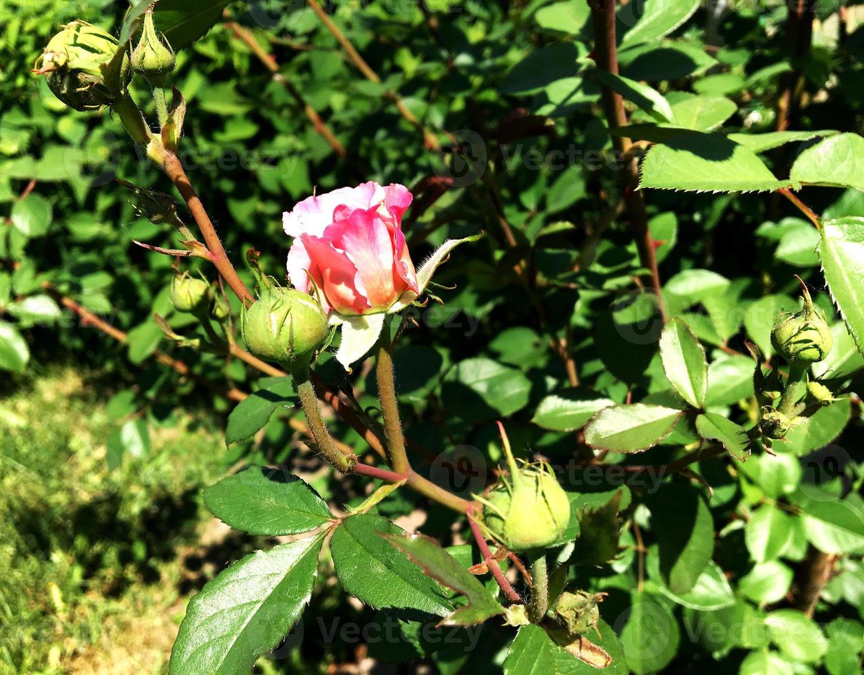 det färgglada fotot visar blommande rosros foto