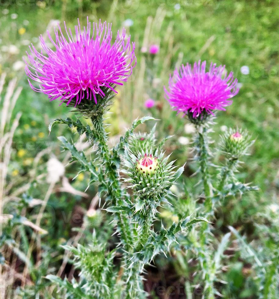 stor örtartad läkemedelsväxt kardborre arctium foto