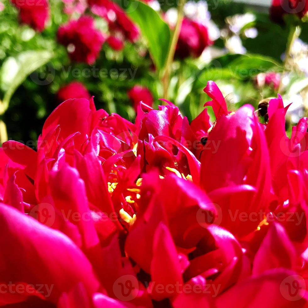 det färgglada fotot visar blommande pion foto