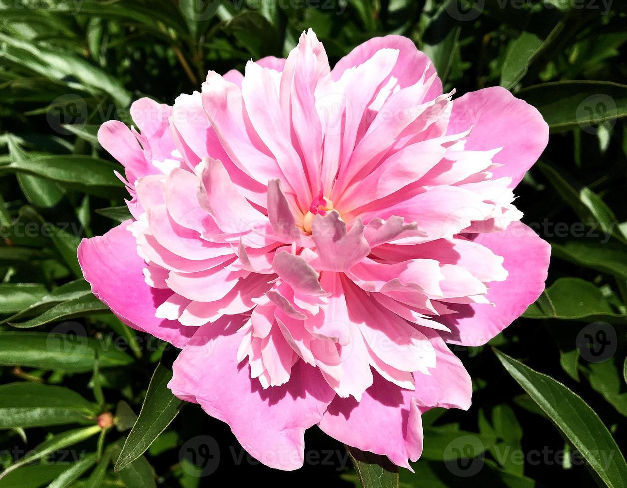 det färgglada fotot visar blommande pion foto