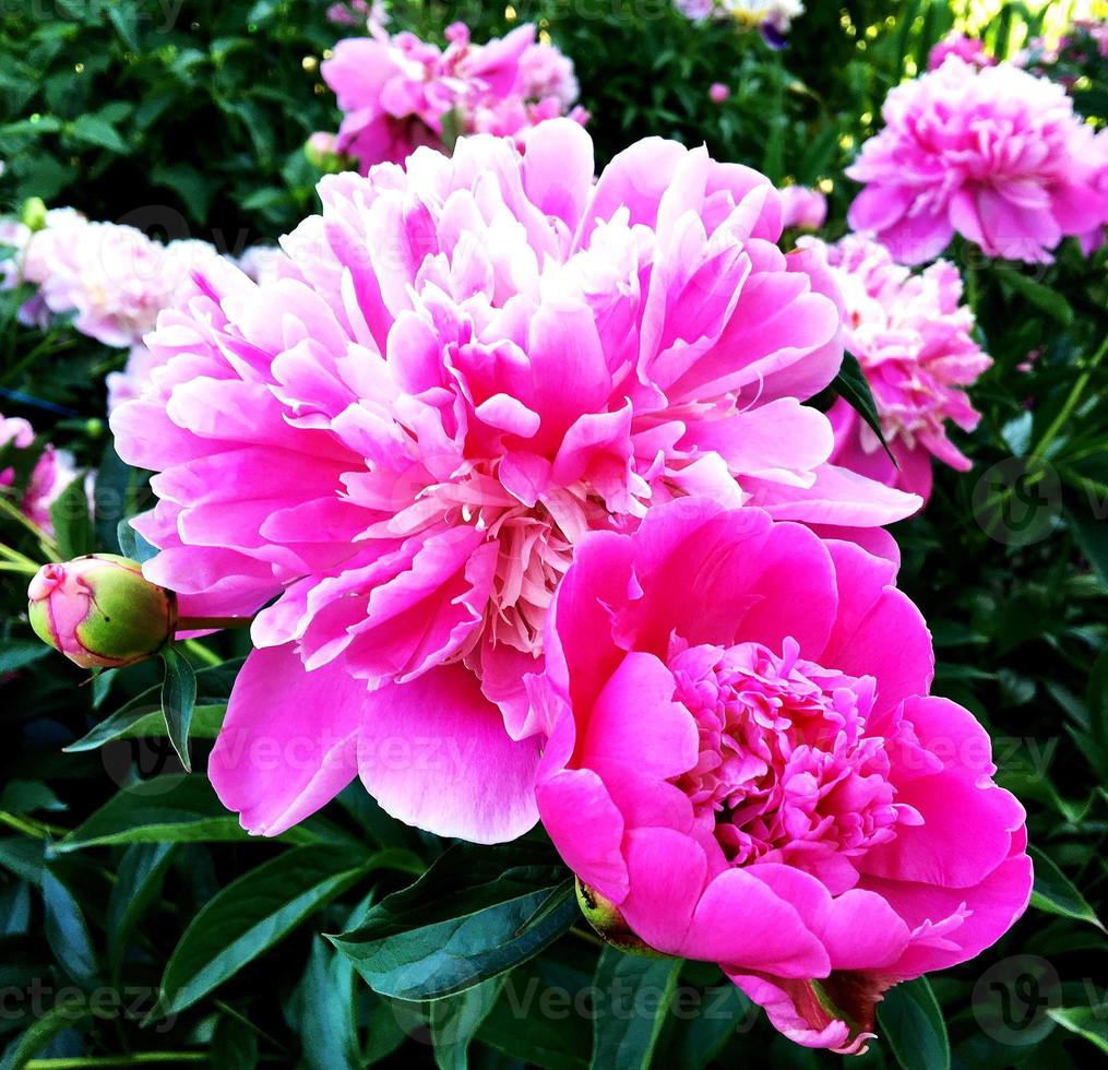 det färgglada fotot visar blommande pion foto