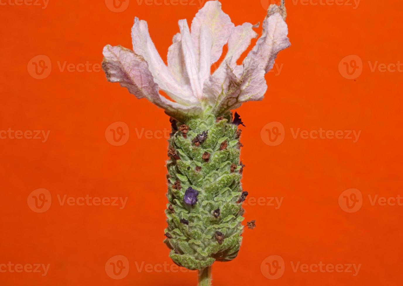 aromatisk växt blomning närbild lavandula stoechas familj lamiaceae foto