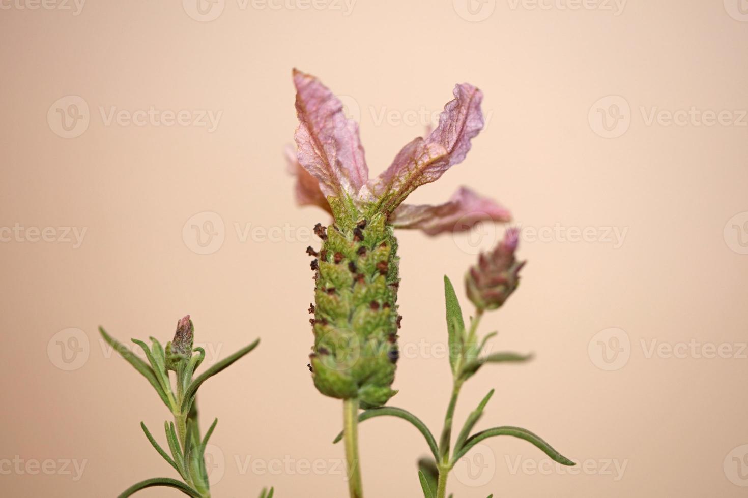 aromatisk växt blomning närbild lavandula stoechas familj lamiaceae foto