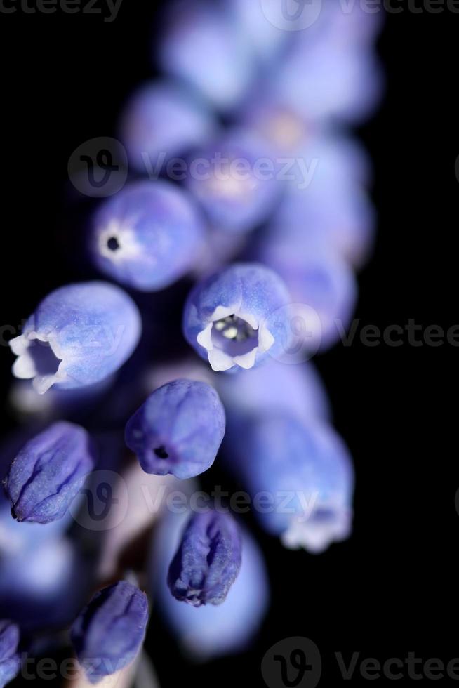 blå liten vild blomma makro muscari neglectum familj asparagaceae foto