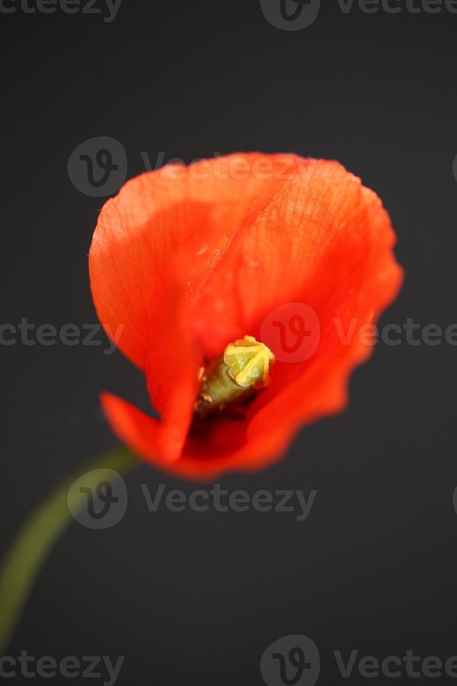 blomma blomning närbild papaver familj papaveraceae botaniska tryck foto