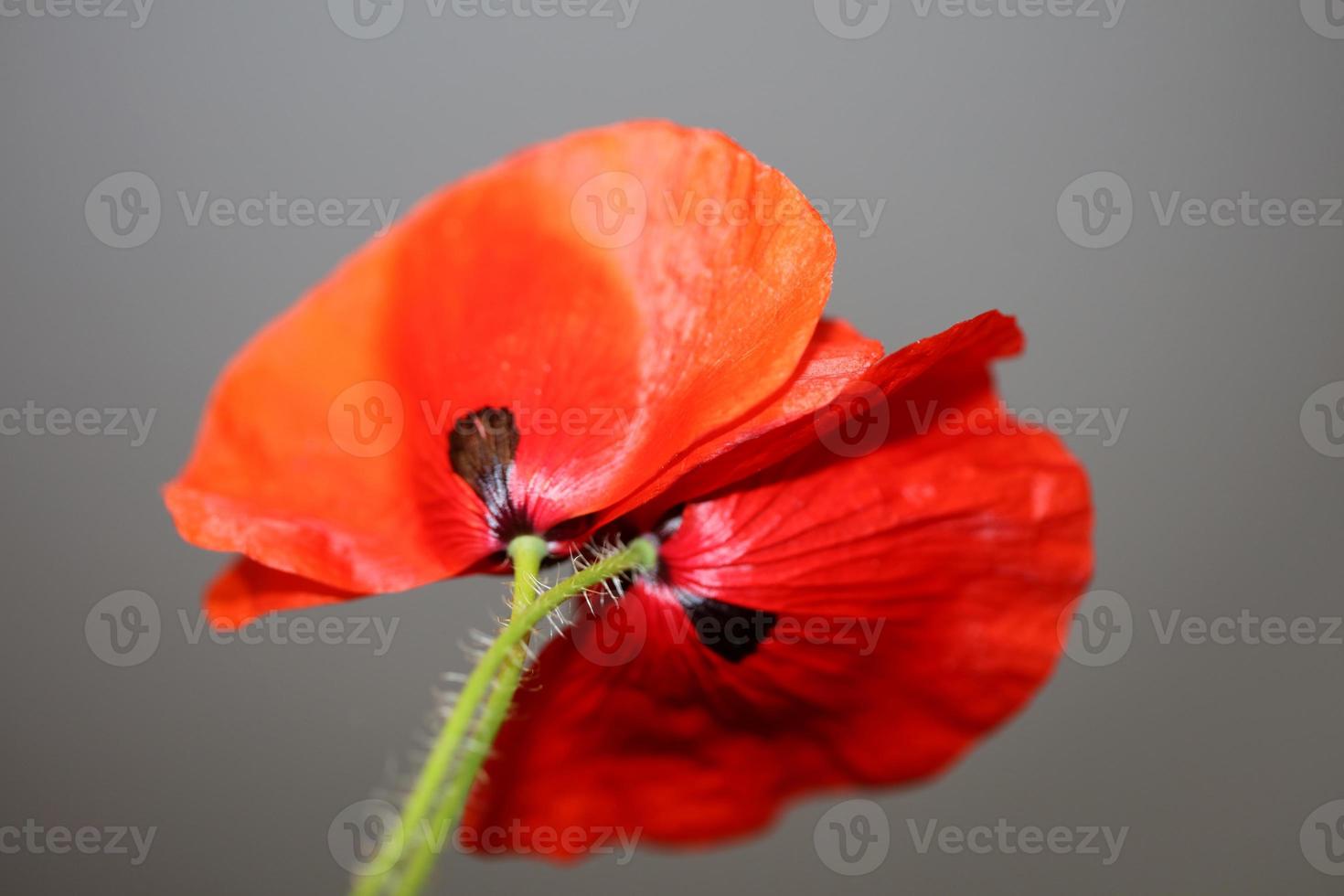 papaver blomma blomning närbild familj papaveraceae botaniska primts foto