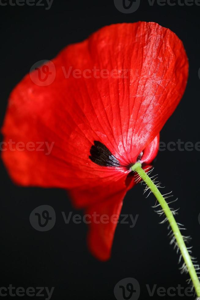 vild papaver blomma blomma närbild familj papaveraceae botaniska foto