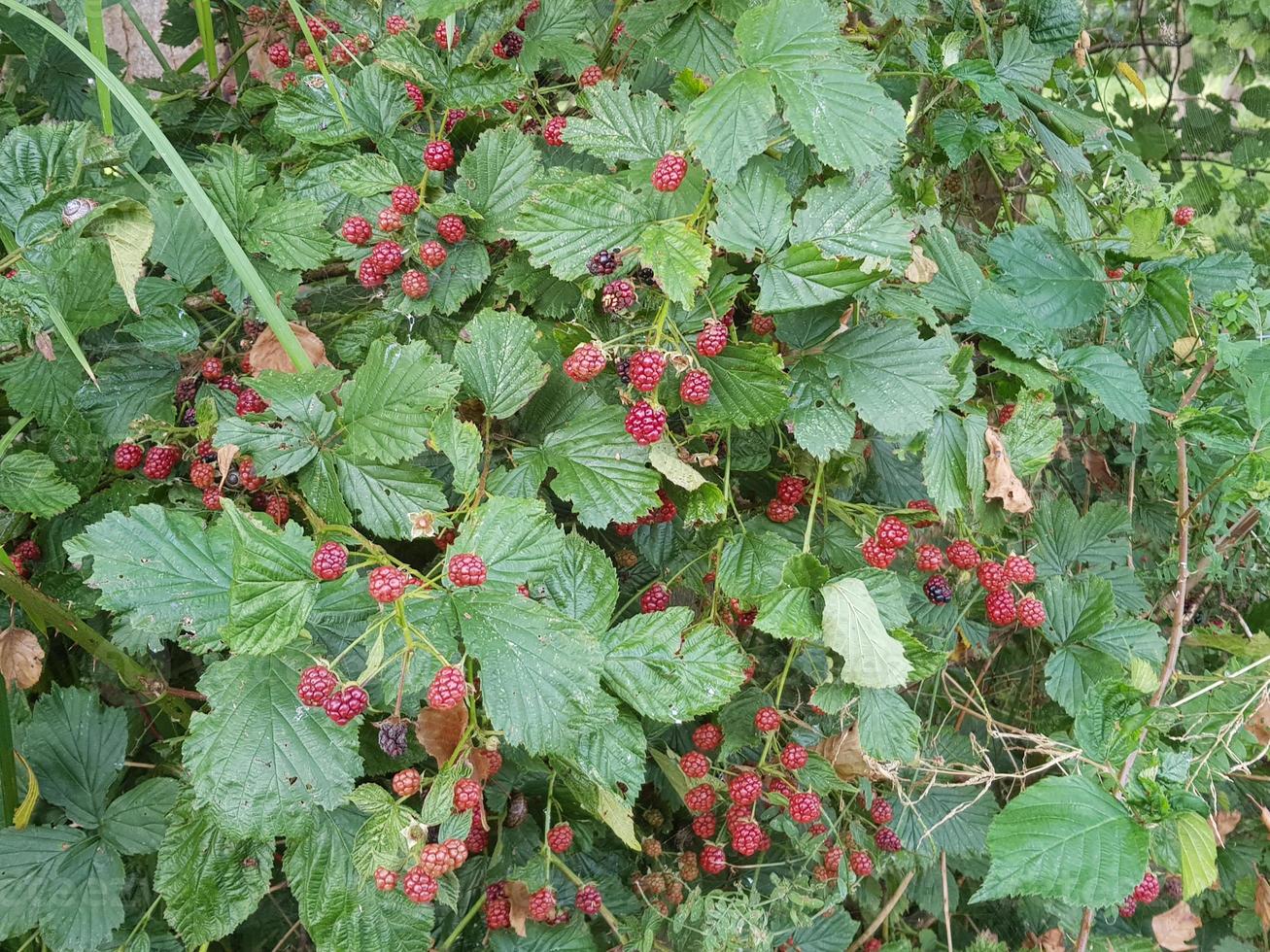 rubus björnbär vilda skogsfrukter foto