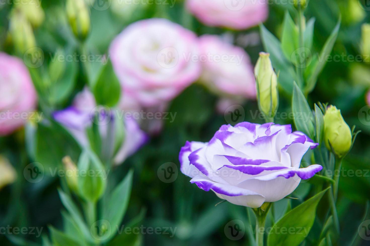 vackra lisianthus blommor i trädgården foto