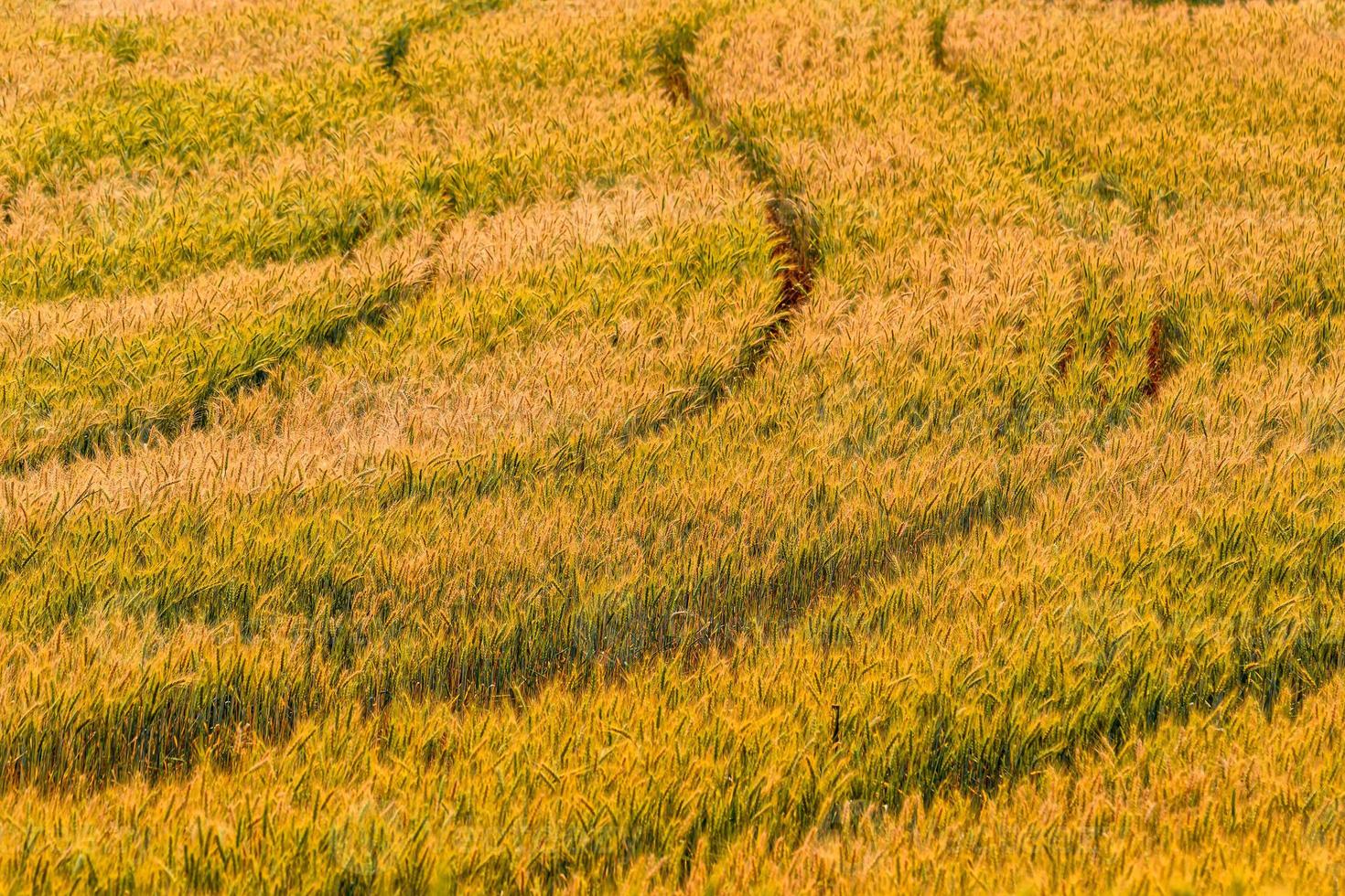 gul korn redo för skörd som växer i ett vetefält. foto