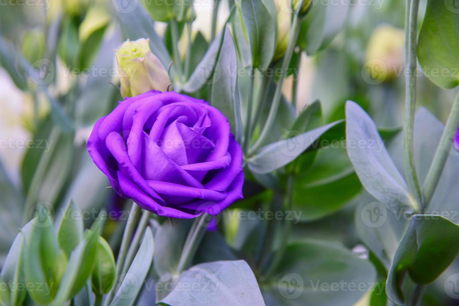 vackra lisianthus blommor i trädgården foto