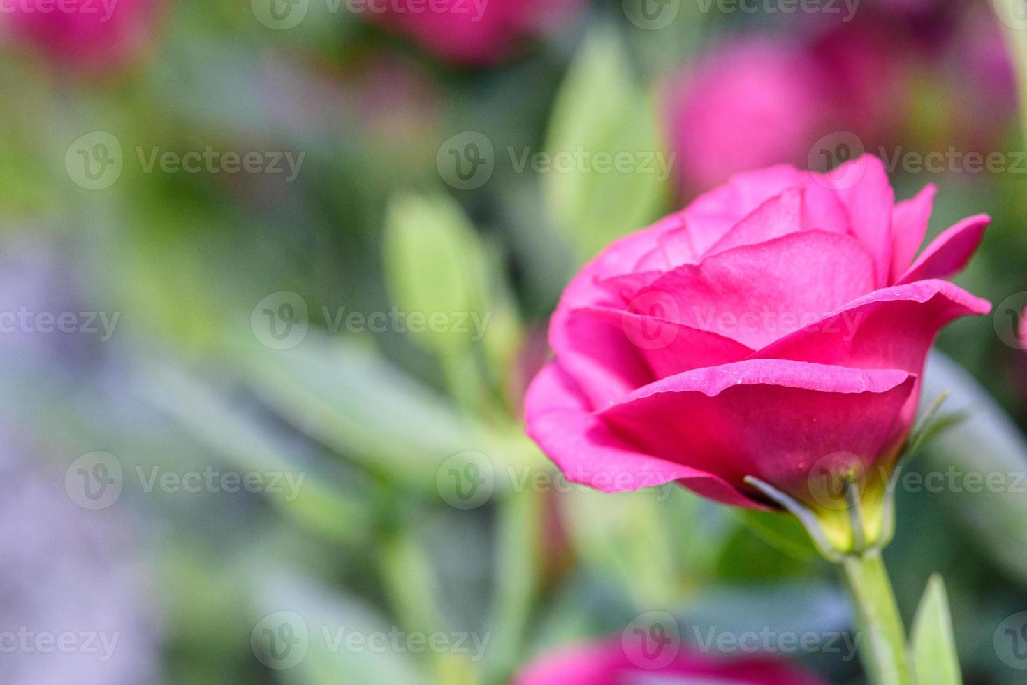 vackra lisianthus blommor i trädgården foto