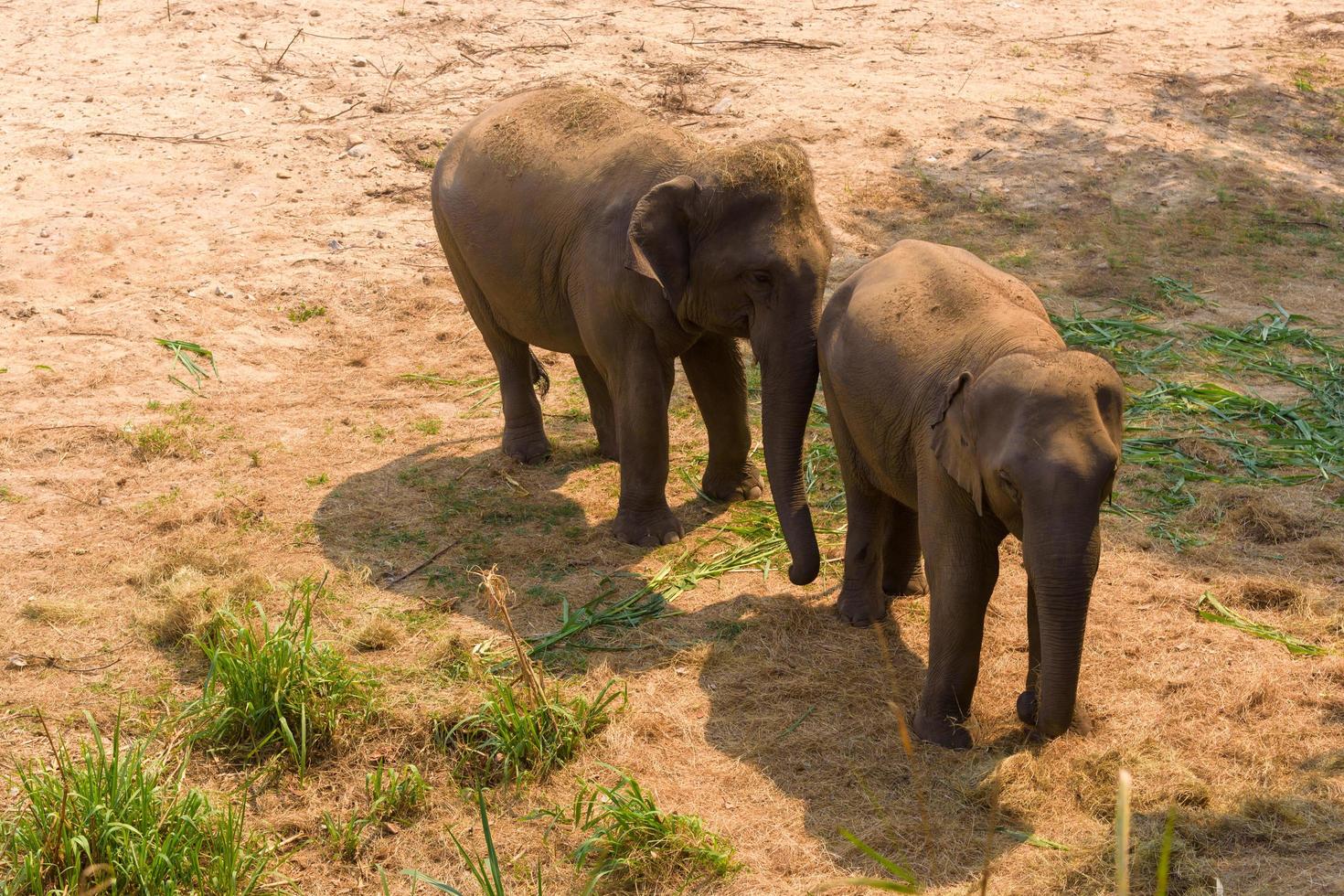 asiatisk elefant det är ett stort däggdjur foto