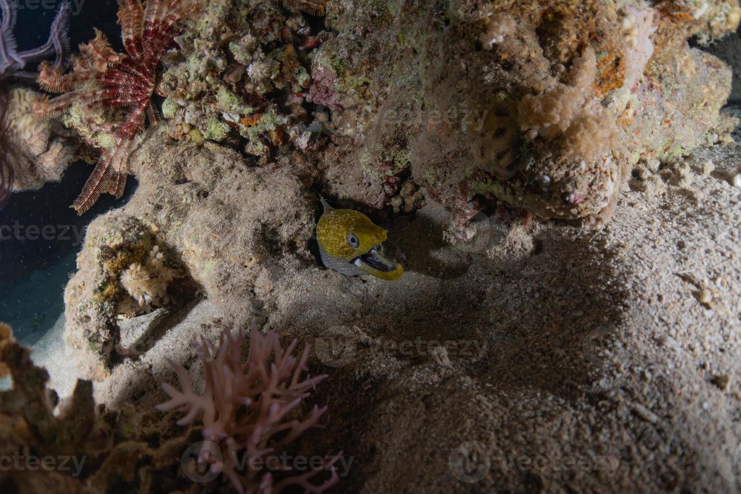 moray ål mooray lycodontis undulatus i Röda havet, eilat israel foto