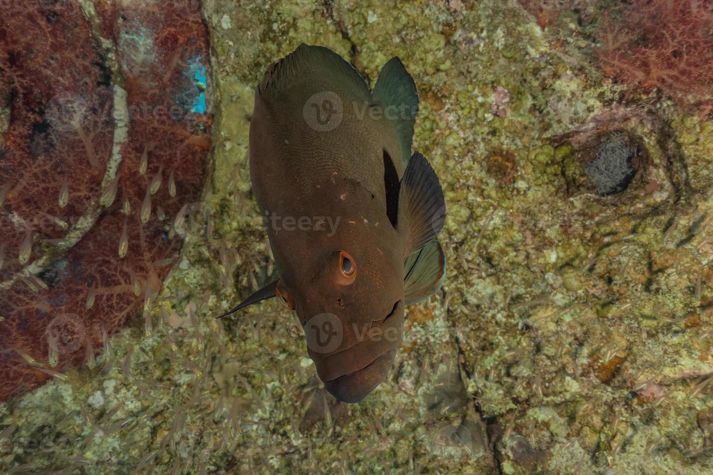 fiskar simmar i Röda havet, färgglada fiskar, Eilat Israel foto