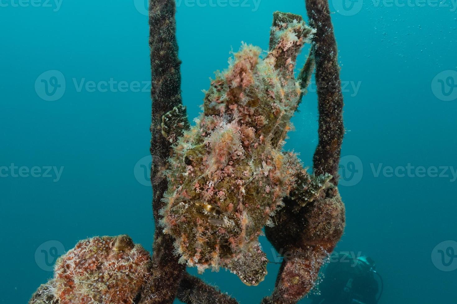 fiskar simmar i Röda havet, färgglada fiskar, Eilat Israel foto