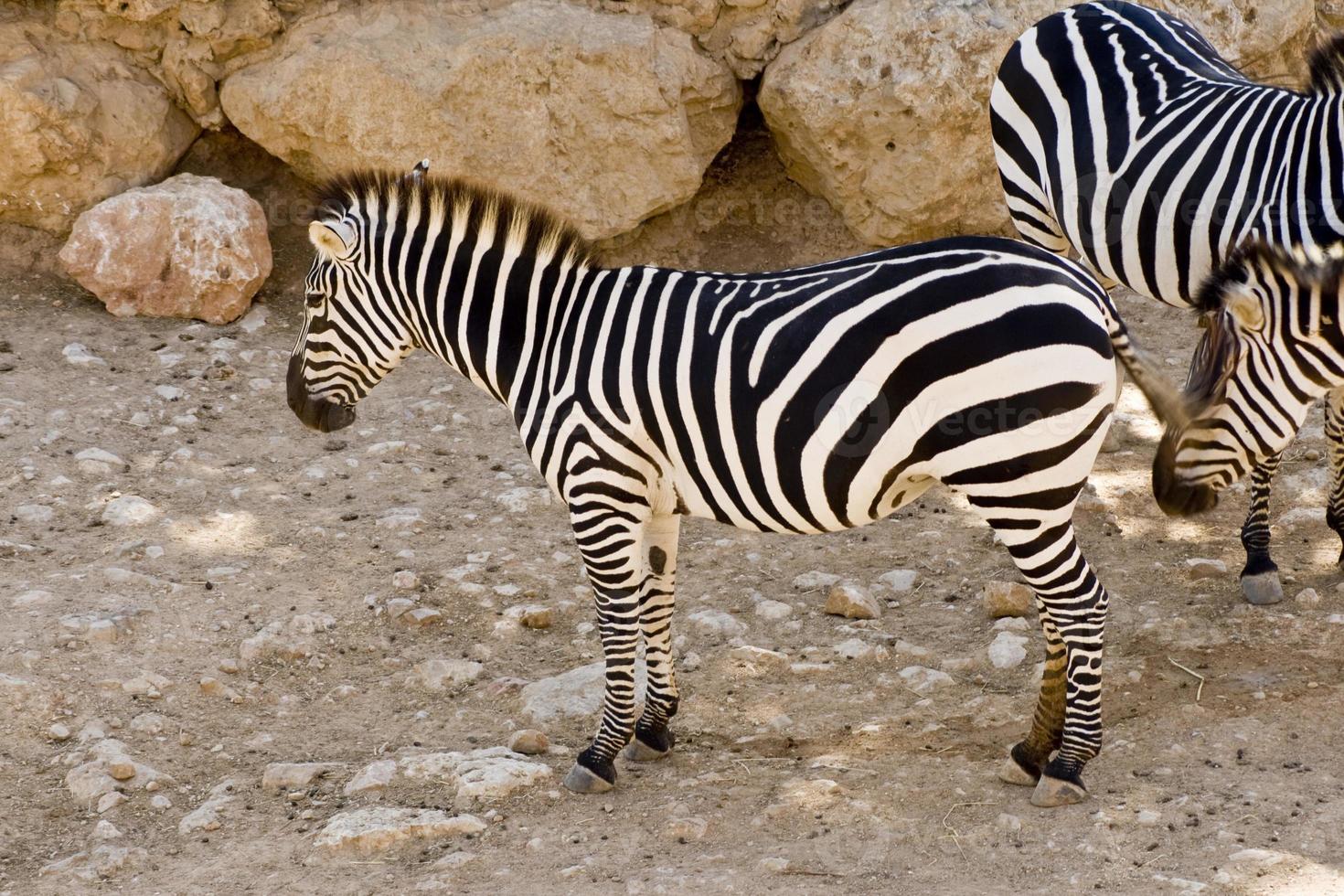 zebror i zoo i Jerusalem foto