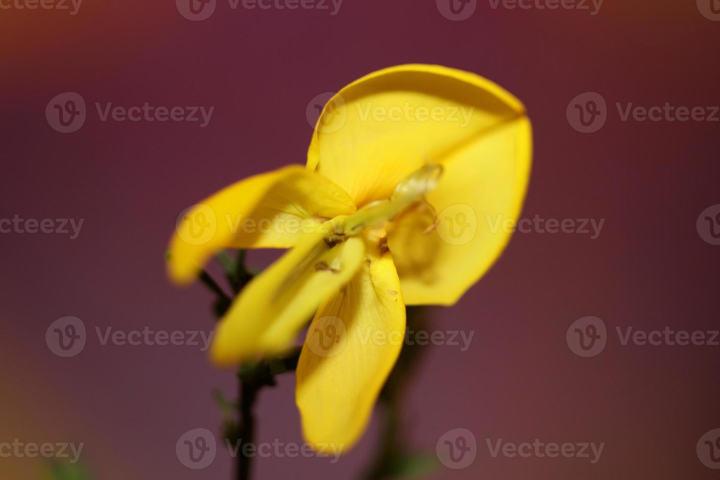 blomma blomma närbild spartium jenceum familj leguminosae botaniska foto