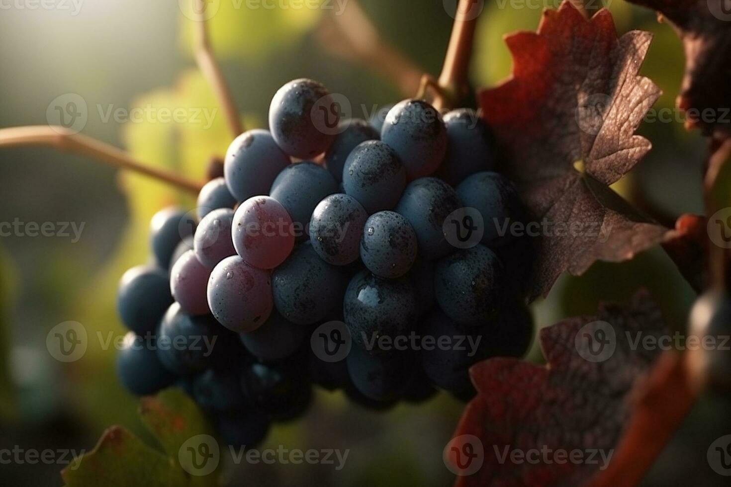 närbild av knippa av lila vindruvor i en vingård. ai genererad foto