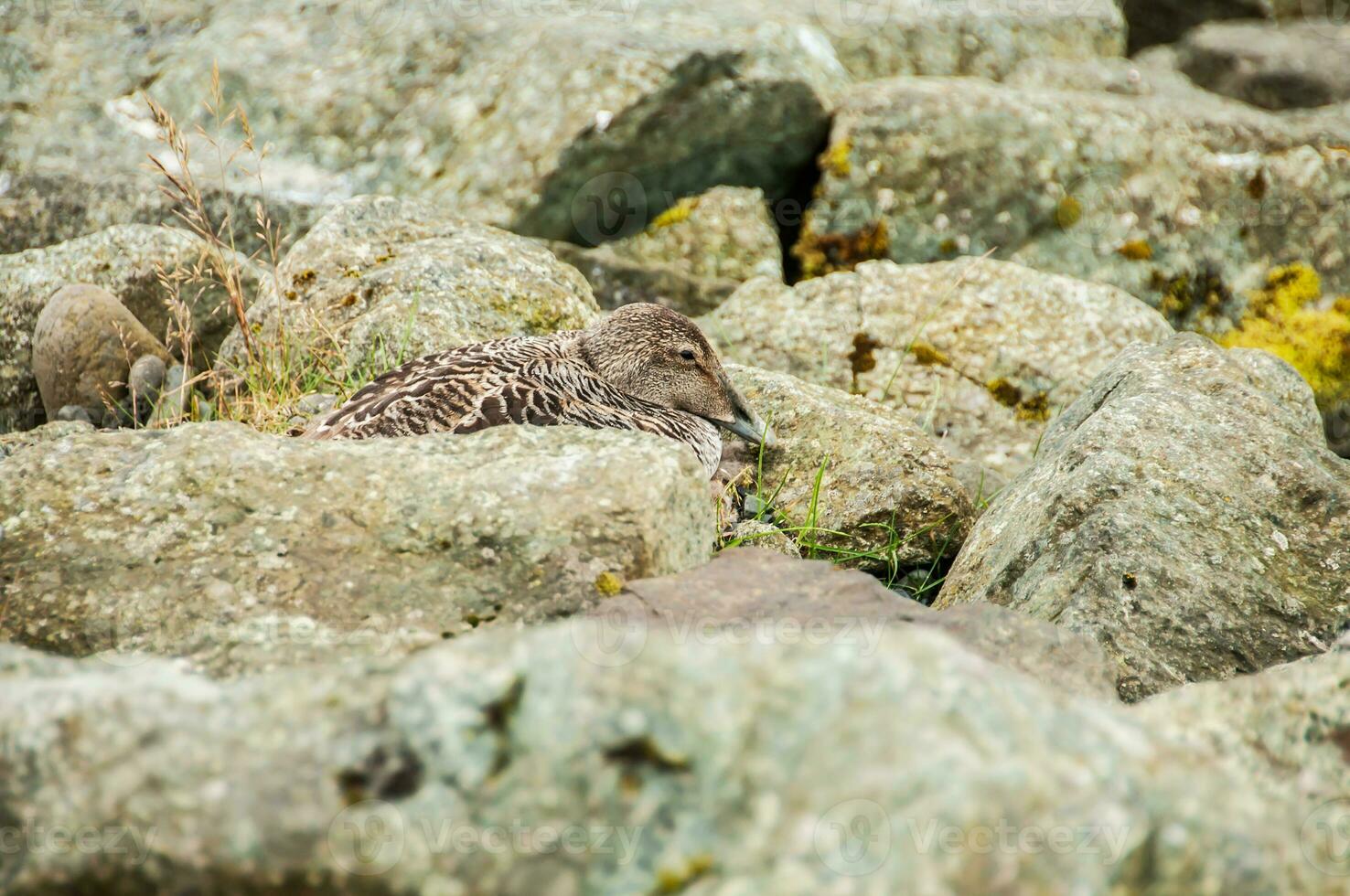 detalj av islands frodig naturlig landskap foto