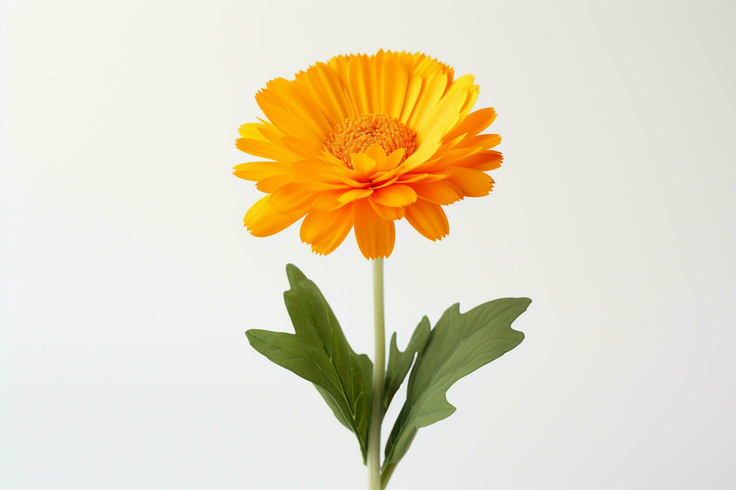 calendula blomma isolerat på vit bakgrund. ringblomma. ai genererad foto