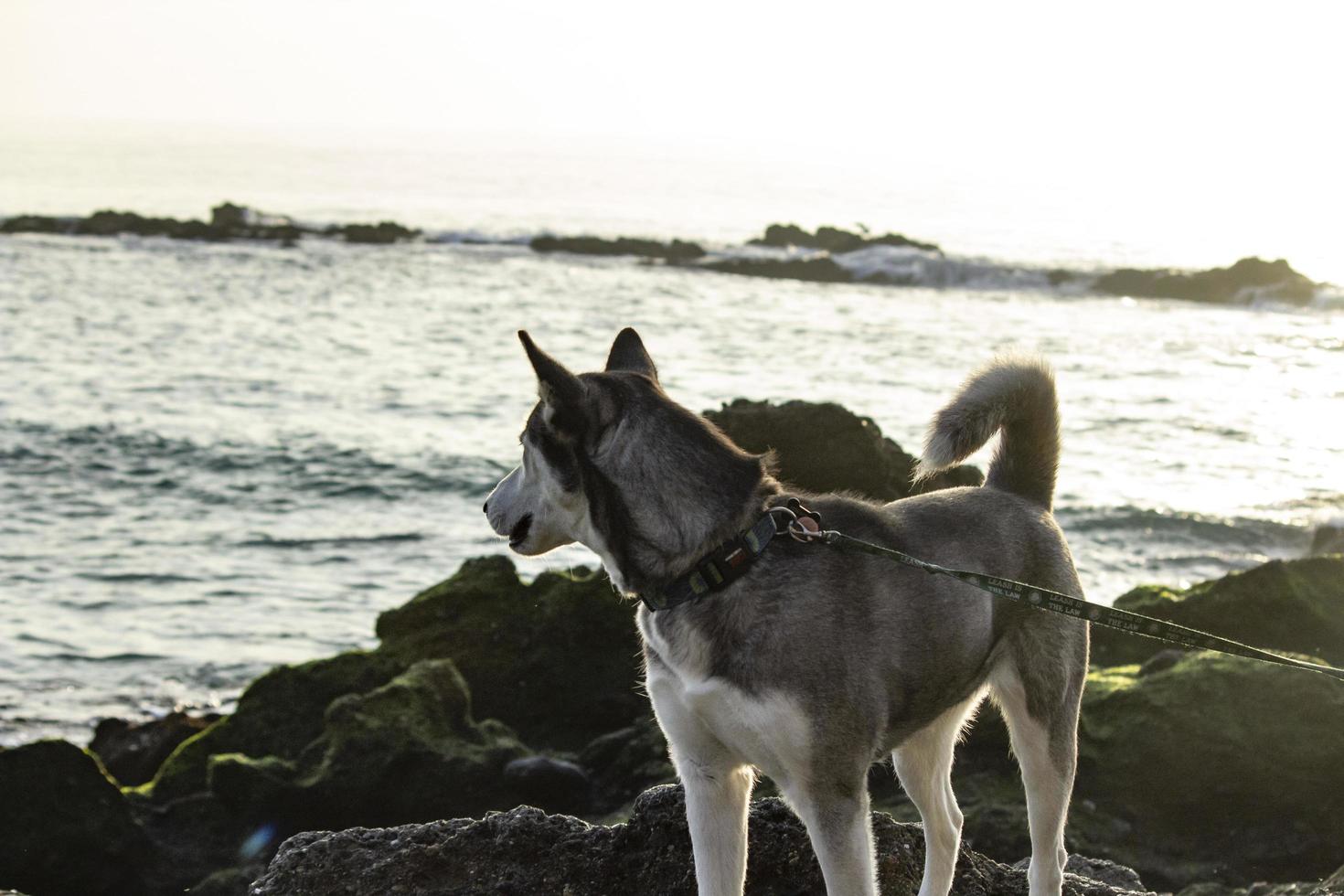 hund på stranden - newport ca 2018 foto