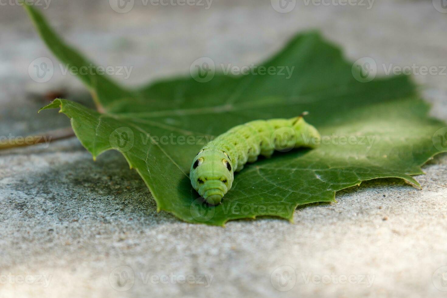 stor grön larv deilephila elpenor på en grön blad foto