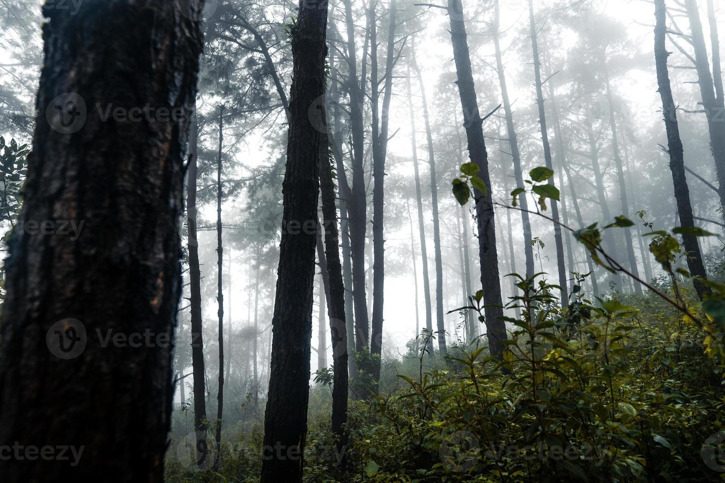 skog i den dimmiga regniga dagen, ormbunkar och träd foto