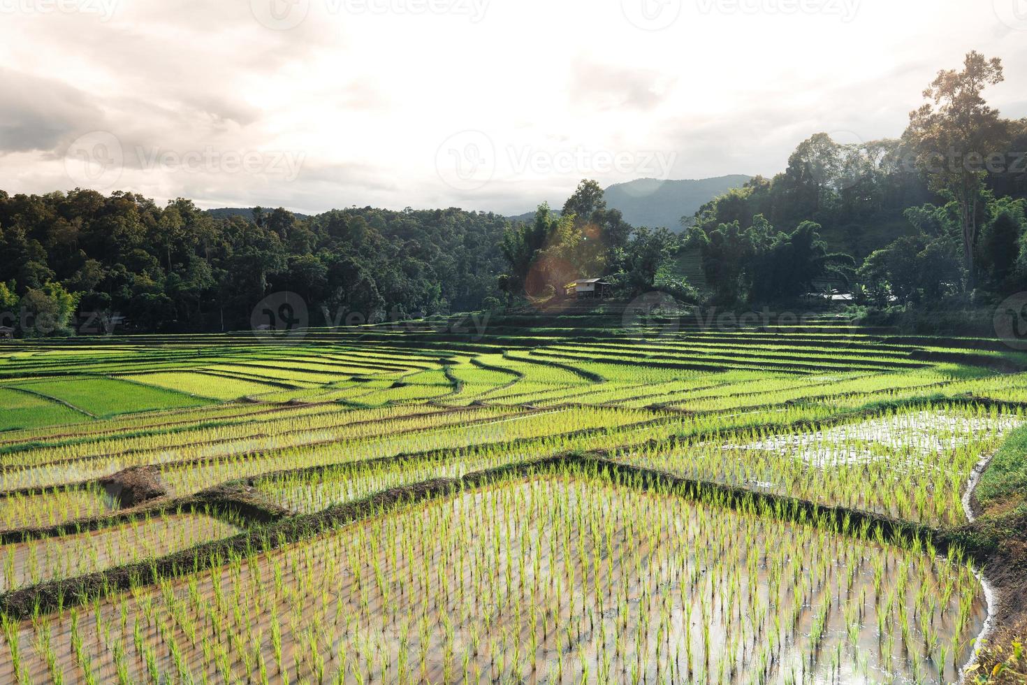 risfält i början av odlingen foto