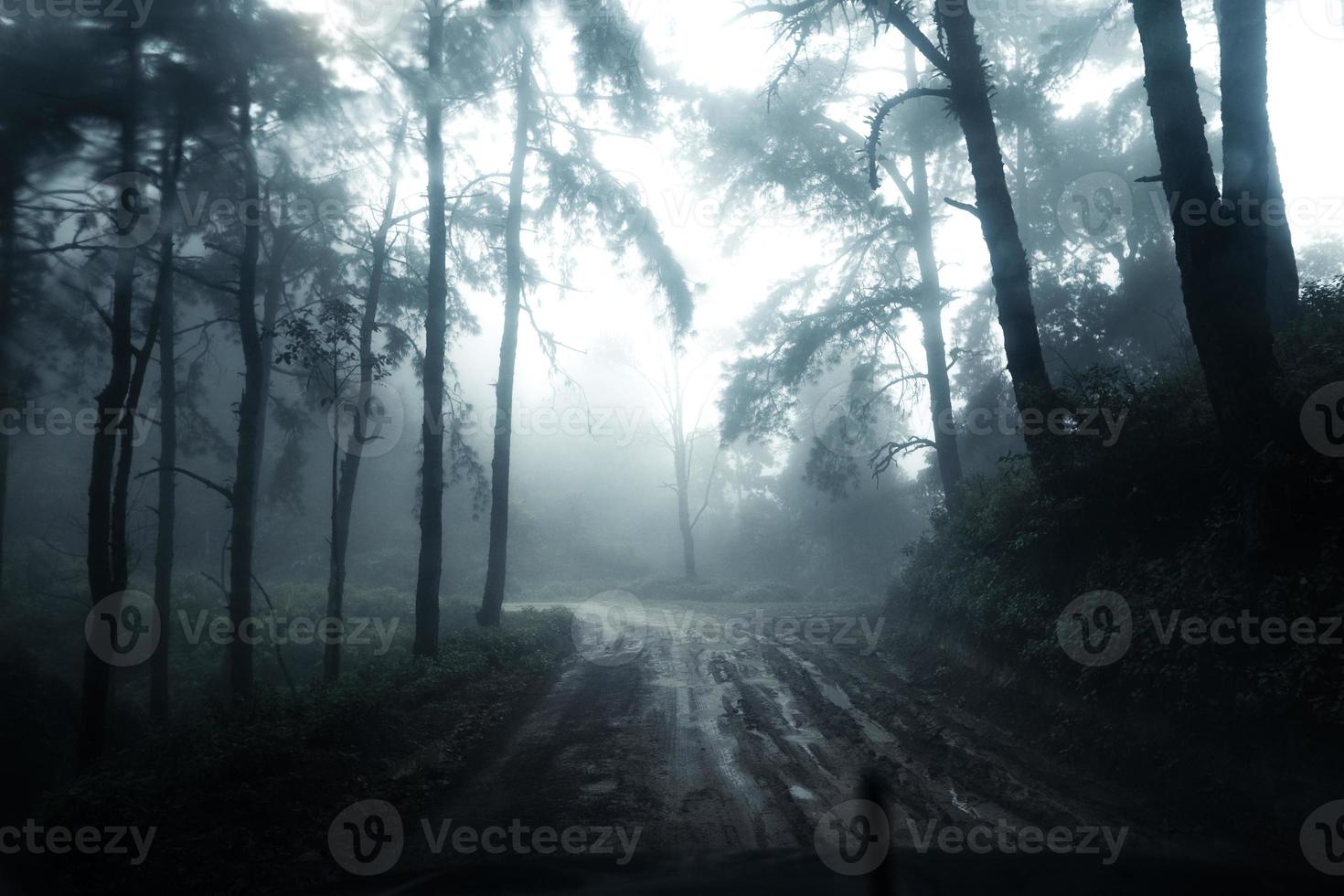 väg i en tropisk skog, vägen in i den tropiska fuktiga skogen foto