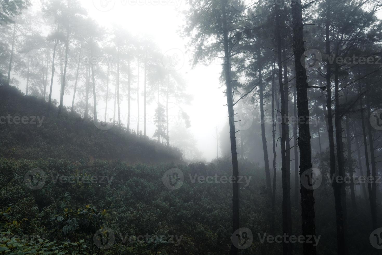 väg i en tropisk skog, vägen in i den tropiska fuktiga skogen foto