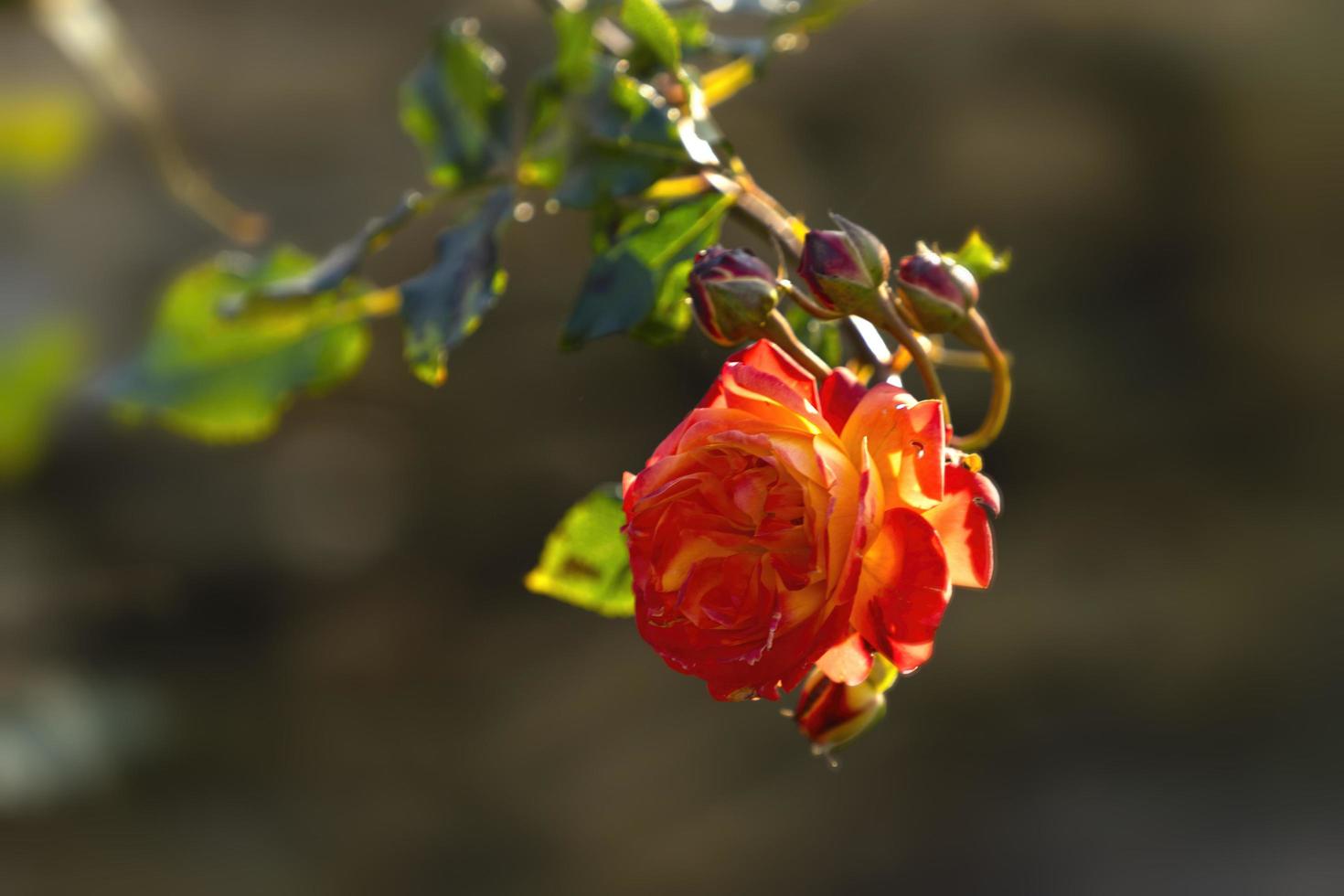 naturlig bakgrund med en elegant orange ros foto