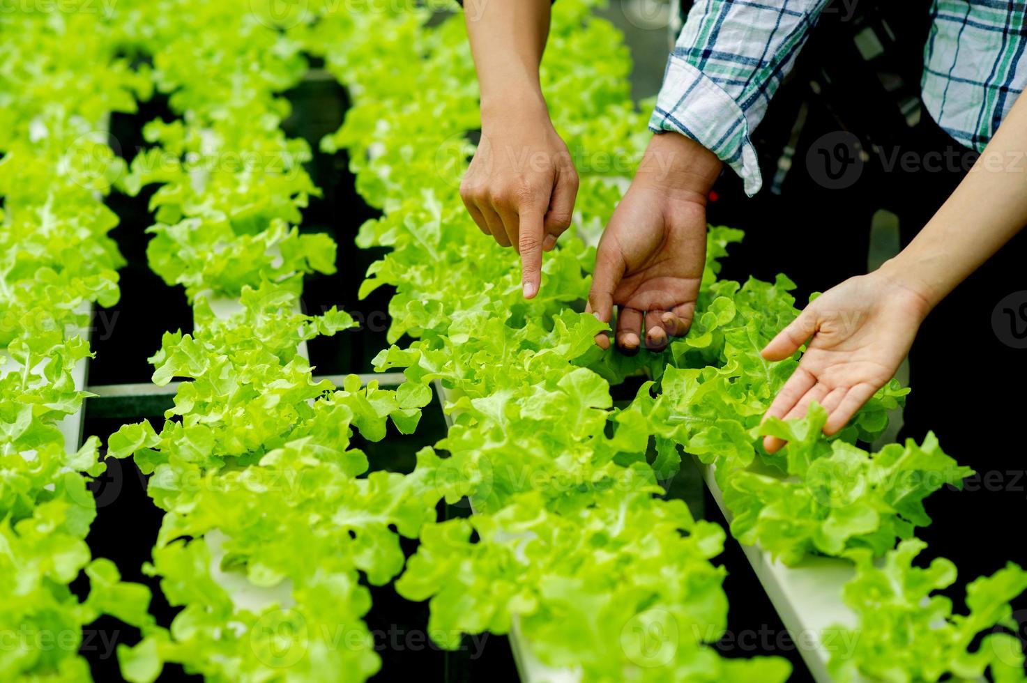 trädgårdsmästare och ekologisk sallad i tomten hälsosam kost foto