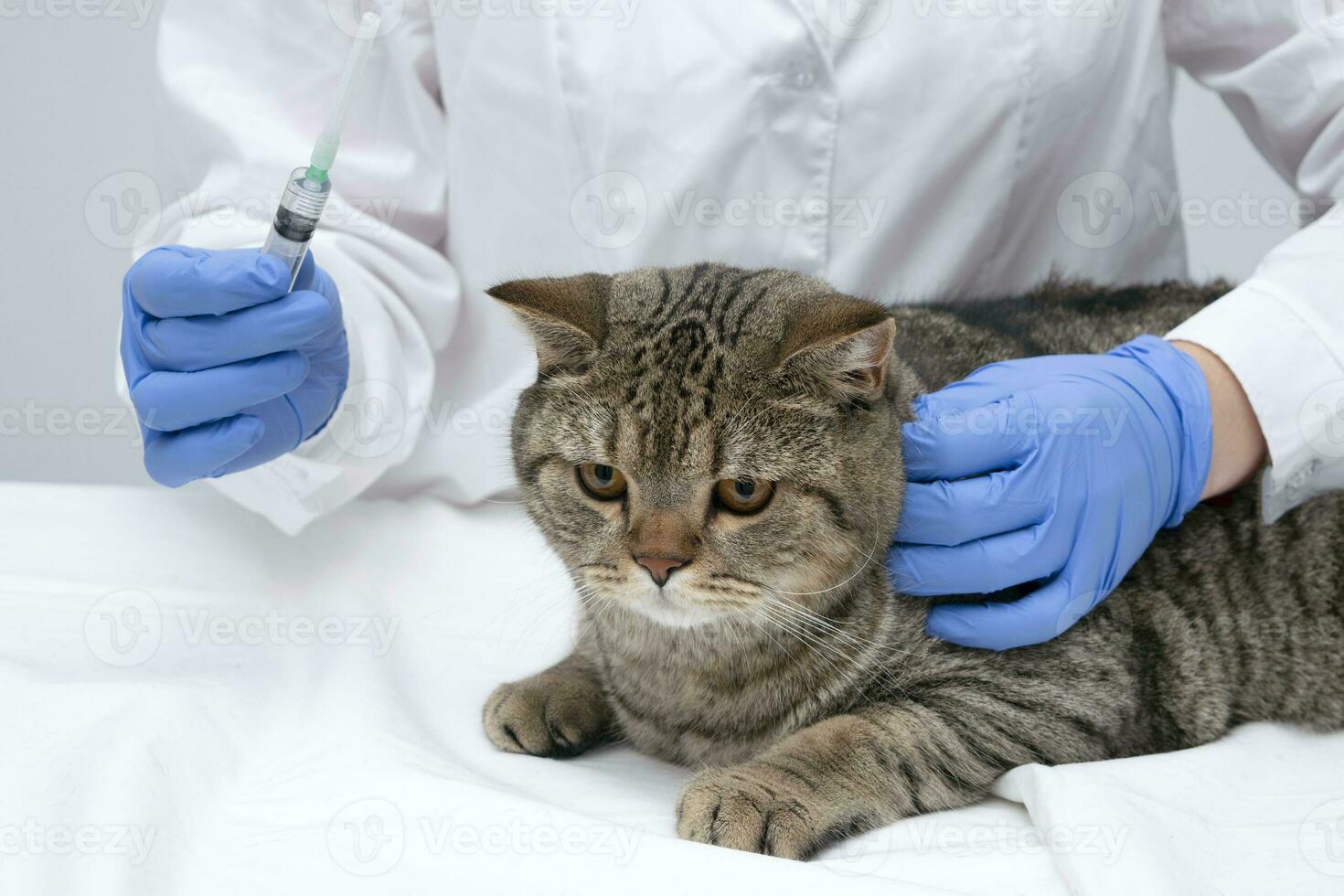 porträtt av en skön skott tabby katt. veterinär medicin. foto