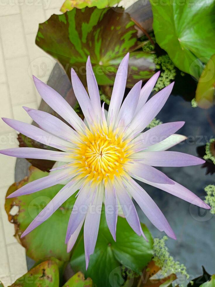 rosa och lila lotus blommor i blomma, bin svärmande i en trädgård i Bangkok, thailand foto