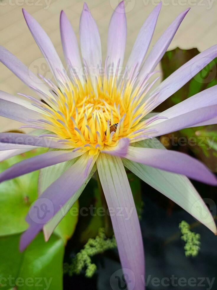 rosa och lila lotus blommor i blomma, bin svärmande i en trädgård i Bangkok, thailand foto