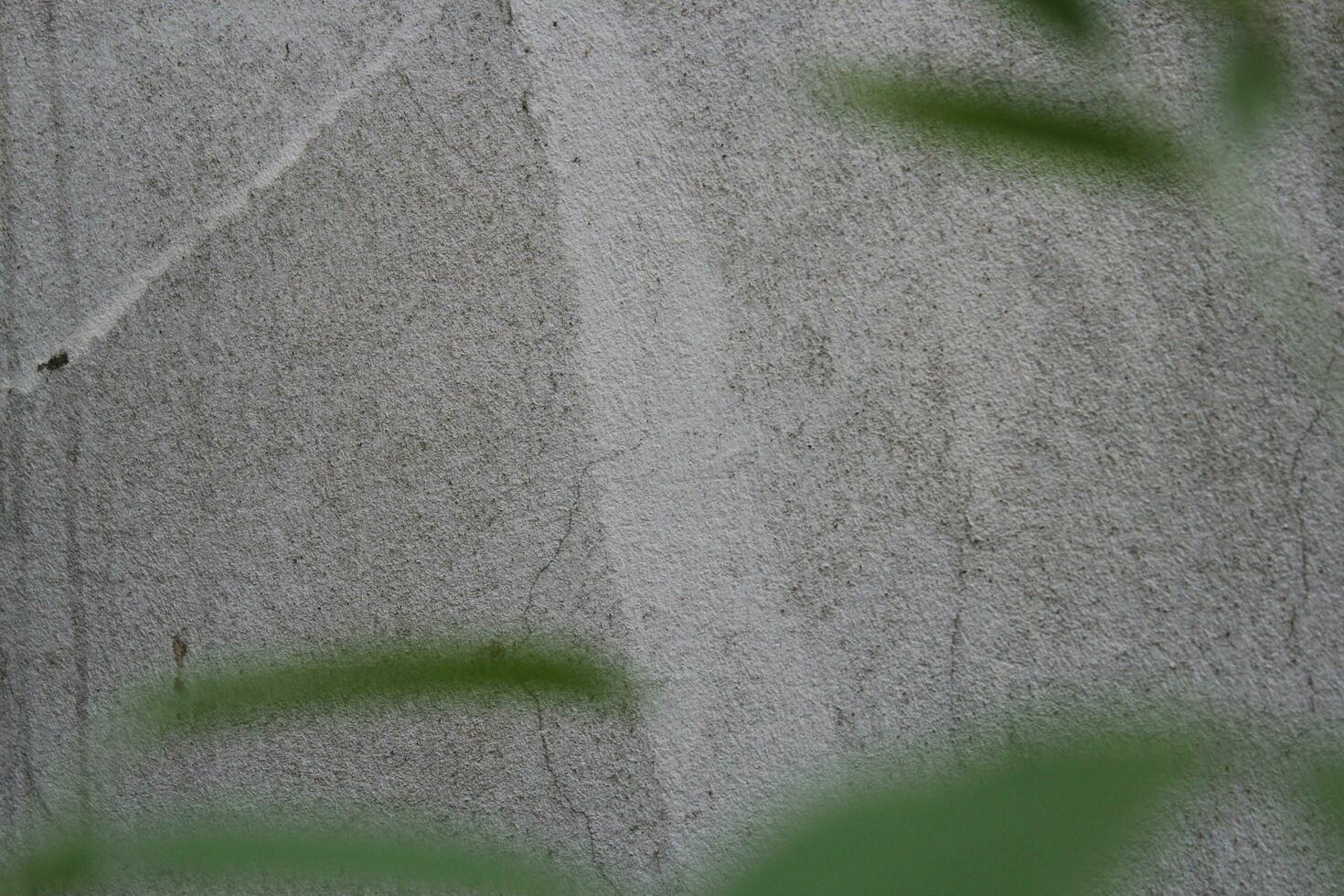 tom cement vägg yta med suddig grön löv, sand cement vägg bakgrund med grön blad foto