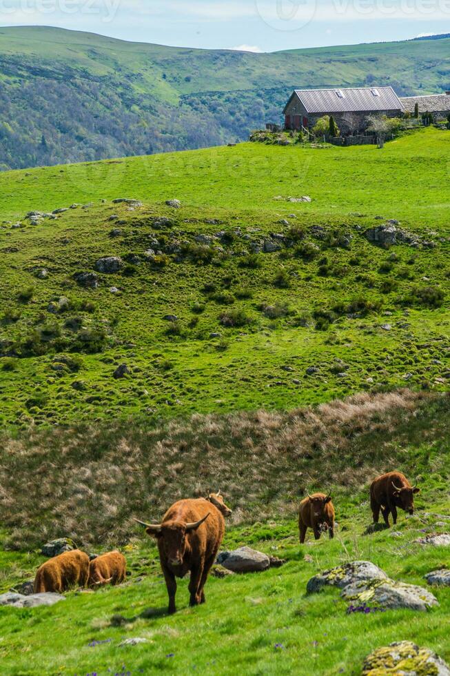 naturlig parkera av auvergne vulkaner foto