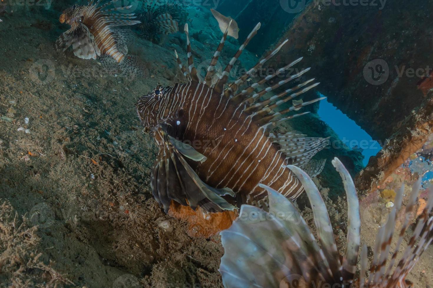 lionfish i Röda havet färgglada fiskar, eilat israel foto