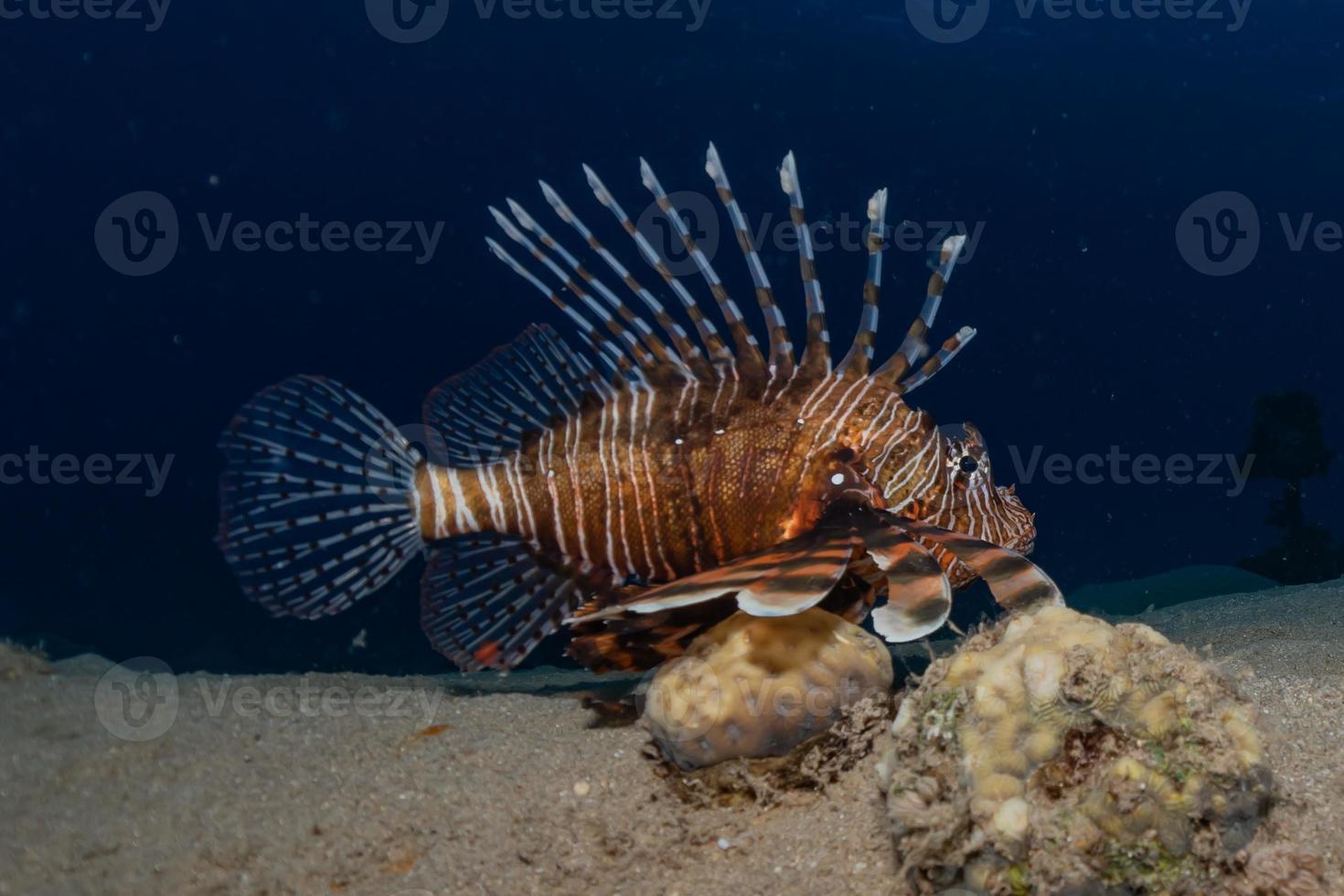 lionfish i Röda havet färgglada fiskar, eilat israel foto