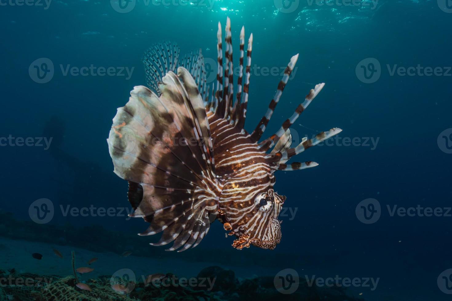 lionfish i Röda havet färgglada fiskar, eilat israel foto