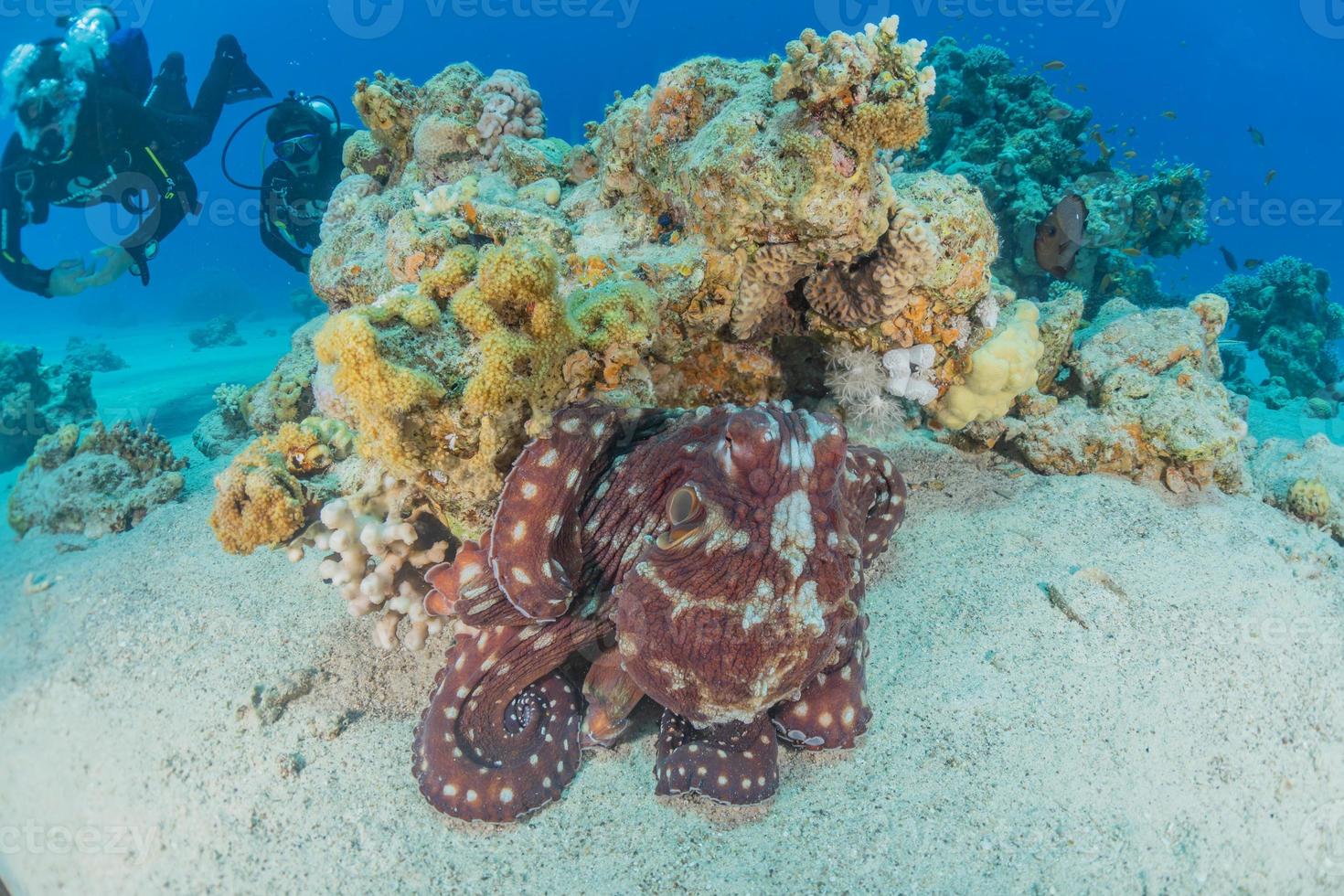 bläckfisk kung av kamouflage i Röda havet, eilat israel foto