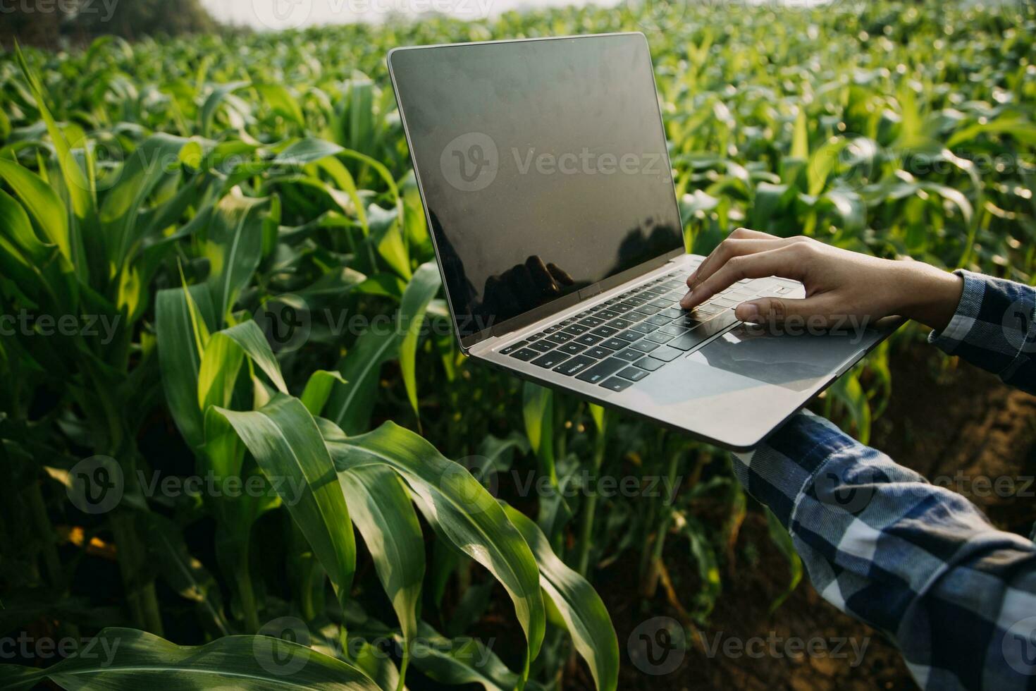 agriculturist utnyttja de kärna data nätverk i de internet från de mobil till bekräfta, testa, och Välj de ny beskära metod. ung jordbrukare och tobak jordbruk foto
