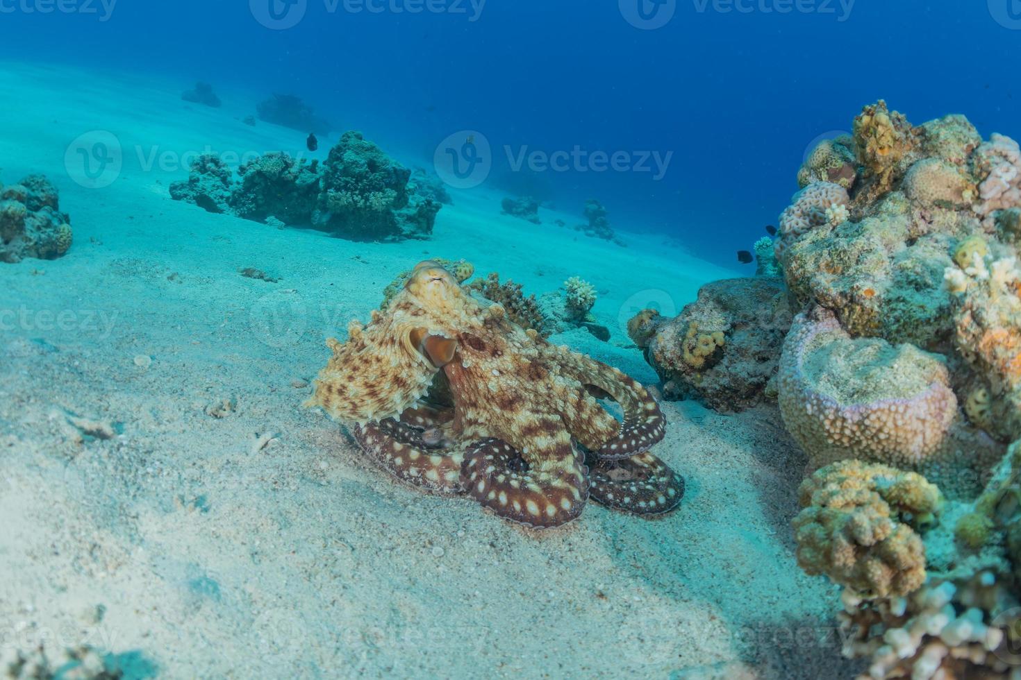 bläckfisk kung av kamouflage i Röda havet, eilat israel foto