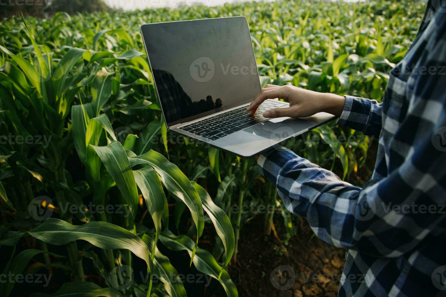 agriculturist utnyttja de kärna data nätverk i de internet från de mobil till bekräfta, testa, och Välj de ny beskära metod. ung jordbrukare och tobak jordbruk foto