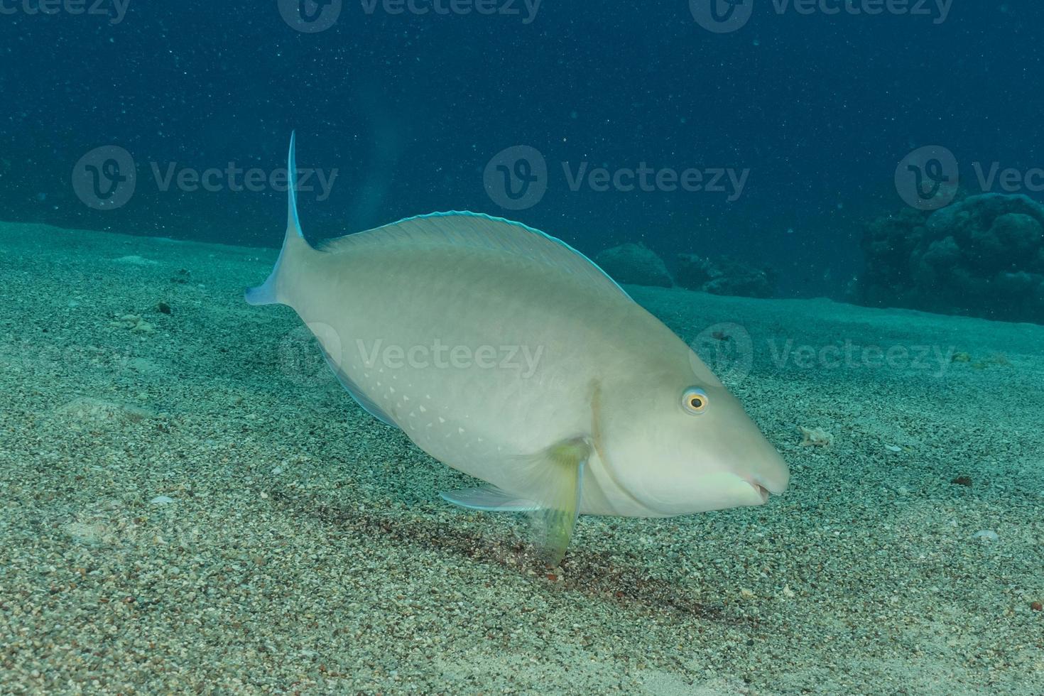 fiskar simmar i Röda havet, färgglada fiskar, Eilat Israel foto