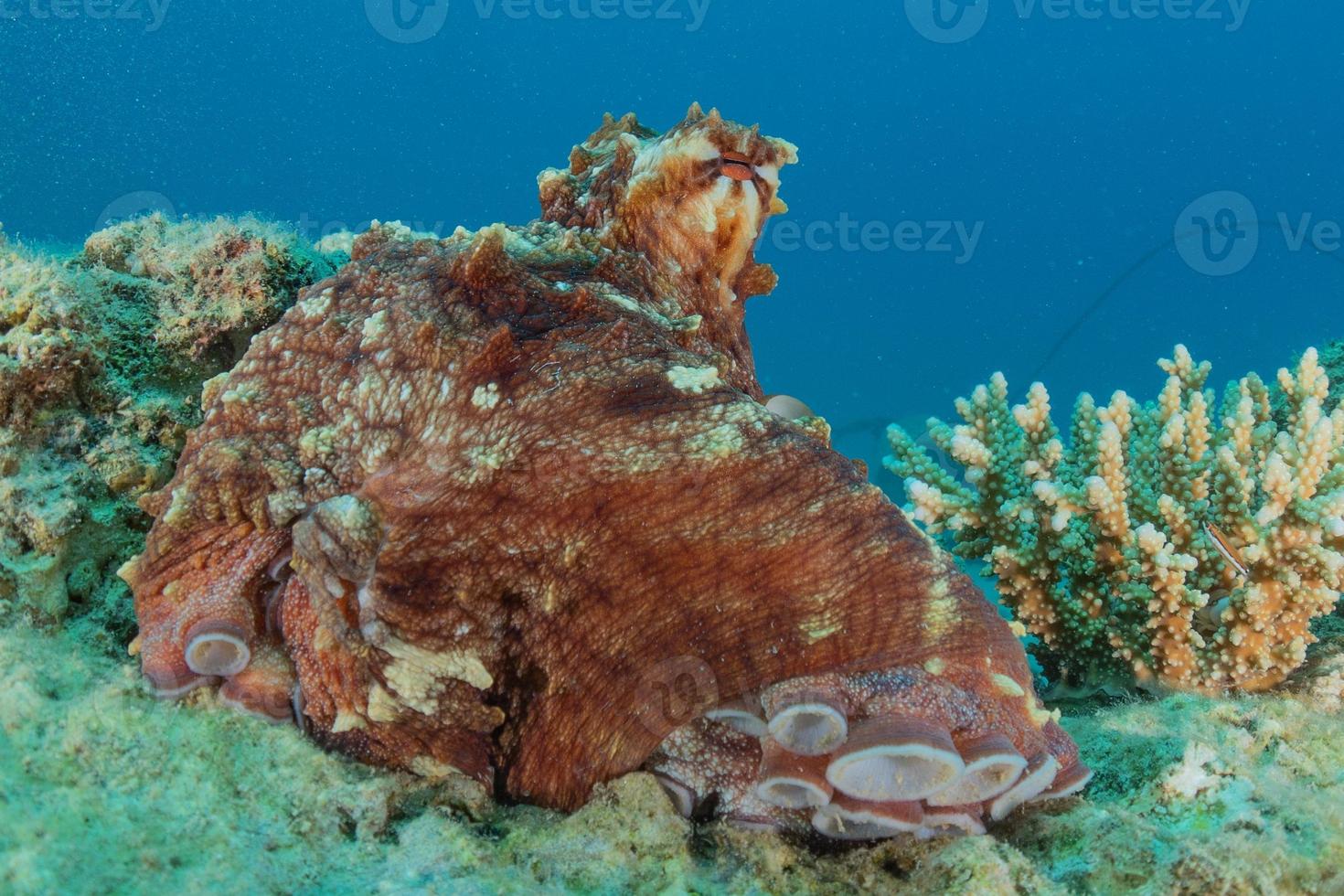 bläckfisk kung av kamouflage i Röda havet, eilat israel foto