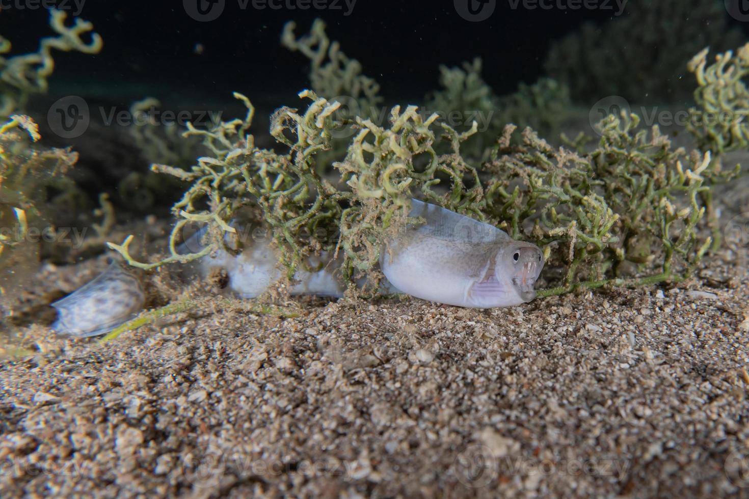 moray ål mooray lycodontis undulatus i Röda havet, eilat israel foto