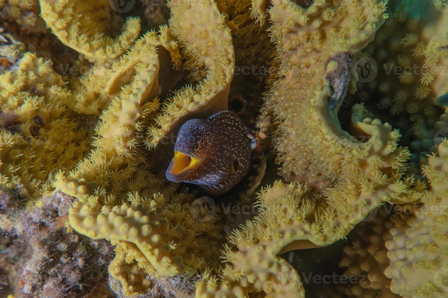 moray ål mooray lycodontis undulatus i Röda havet, eilat israel foto