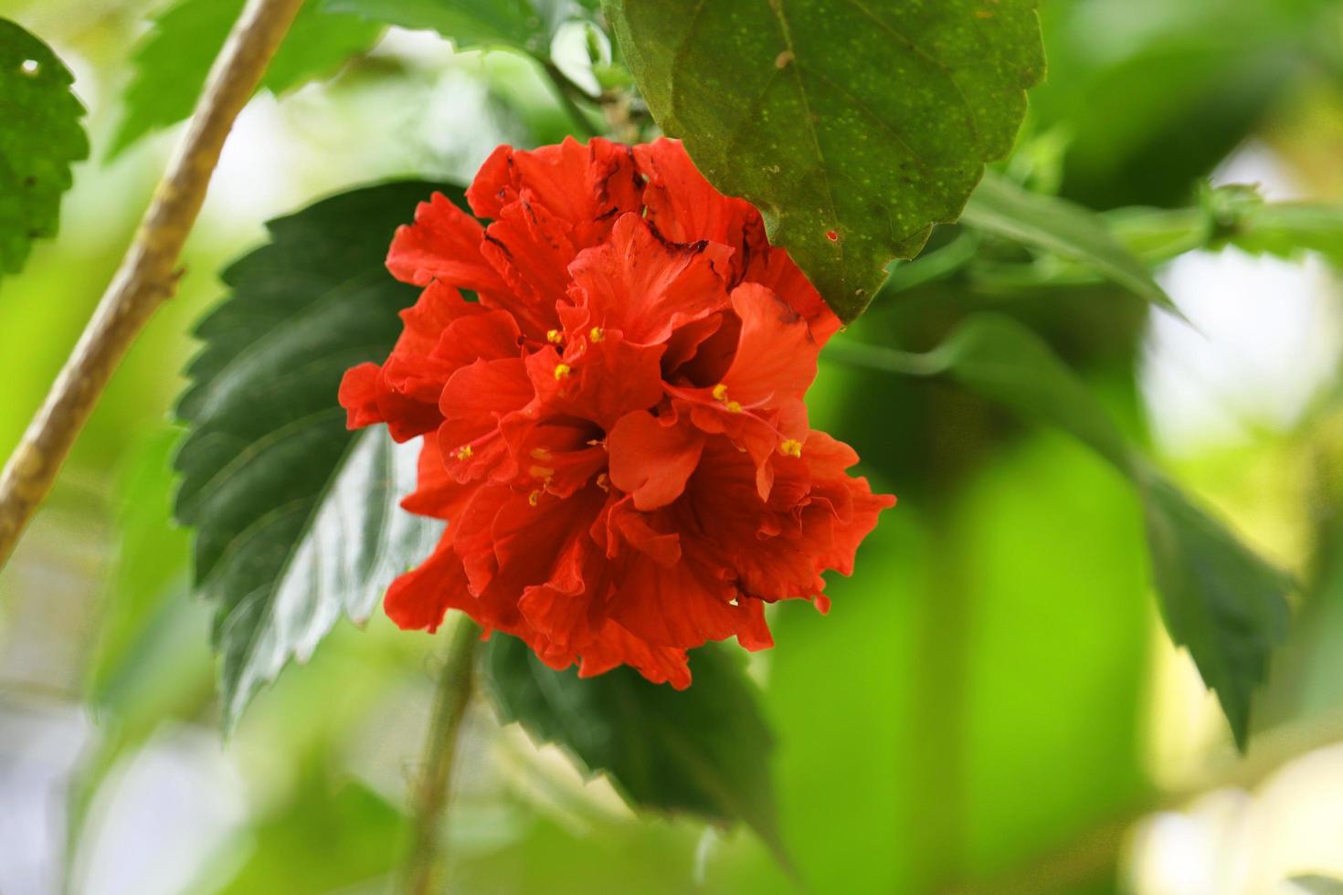 röd hibiskusblomma i trädgården foto